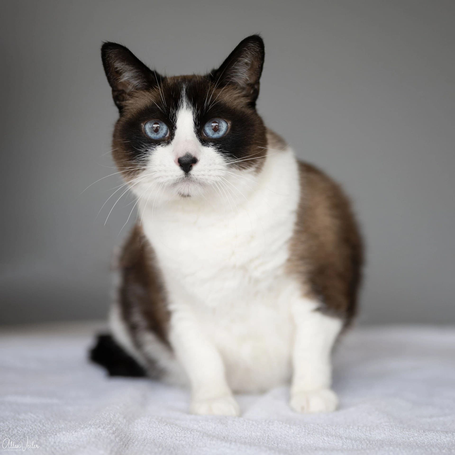 Inside the Cat Lounge — couches, cat trees, and rescue cats roaming free