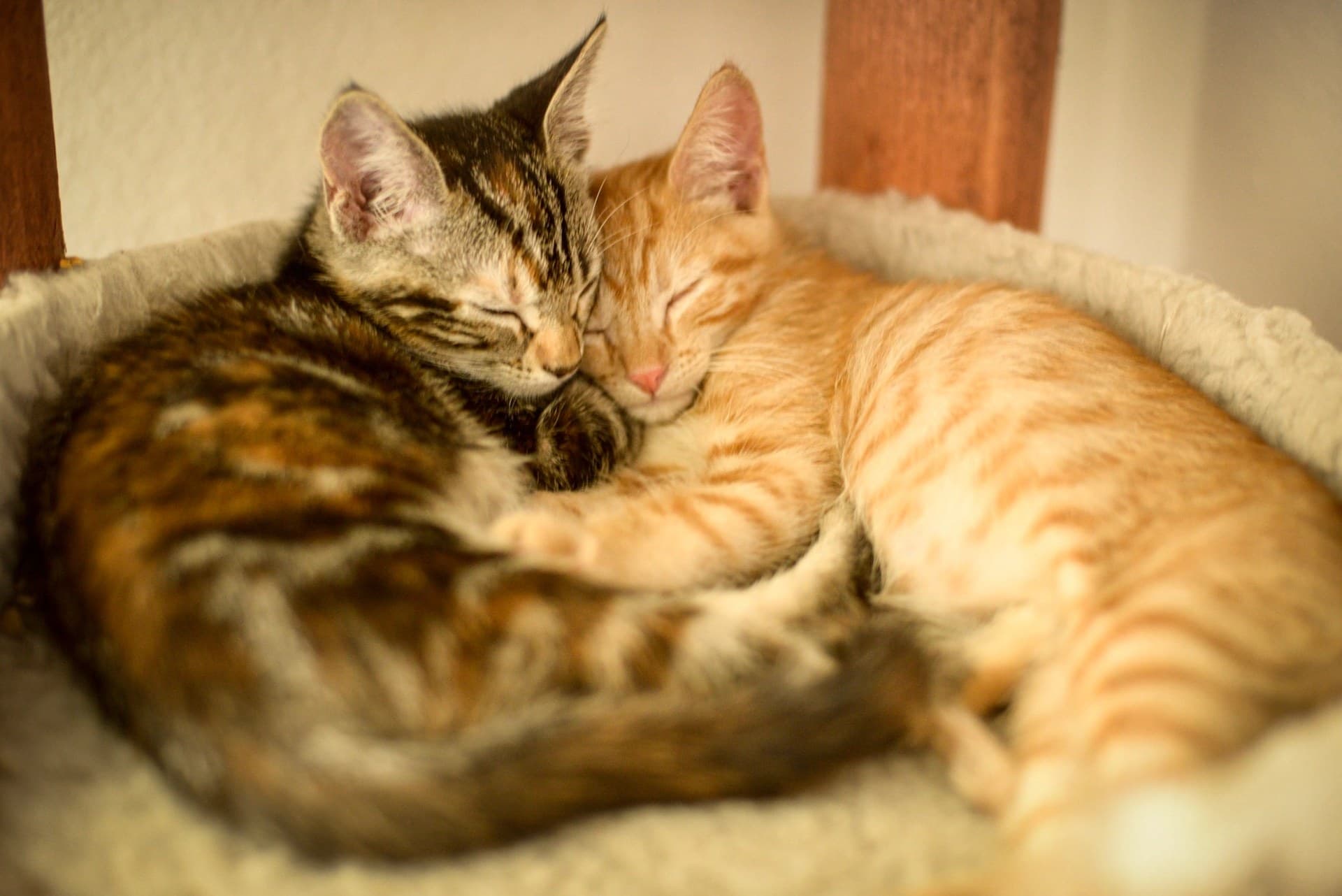 A guest cuddling a rescue cat at the Cat Lounge