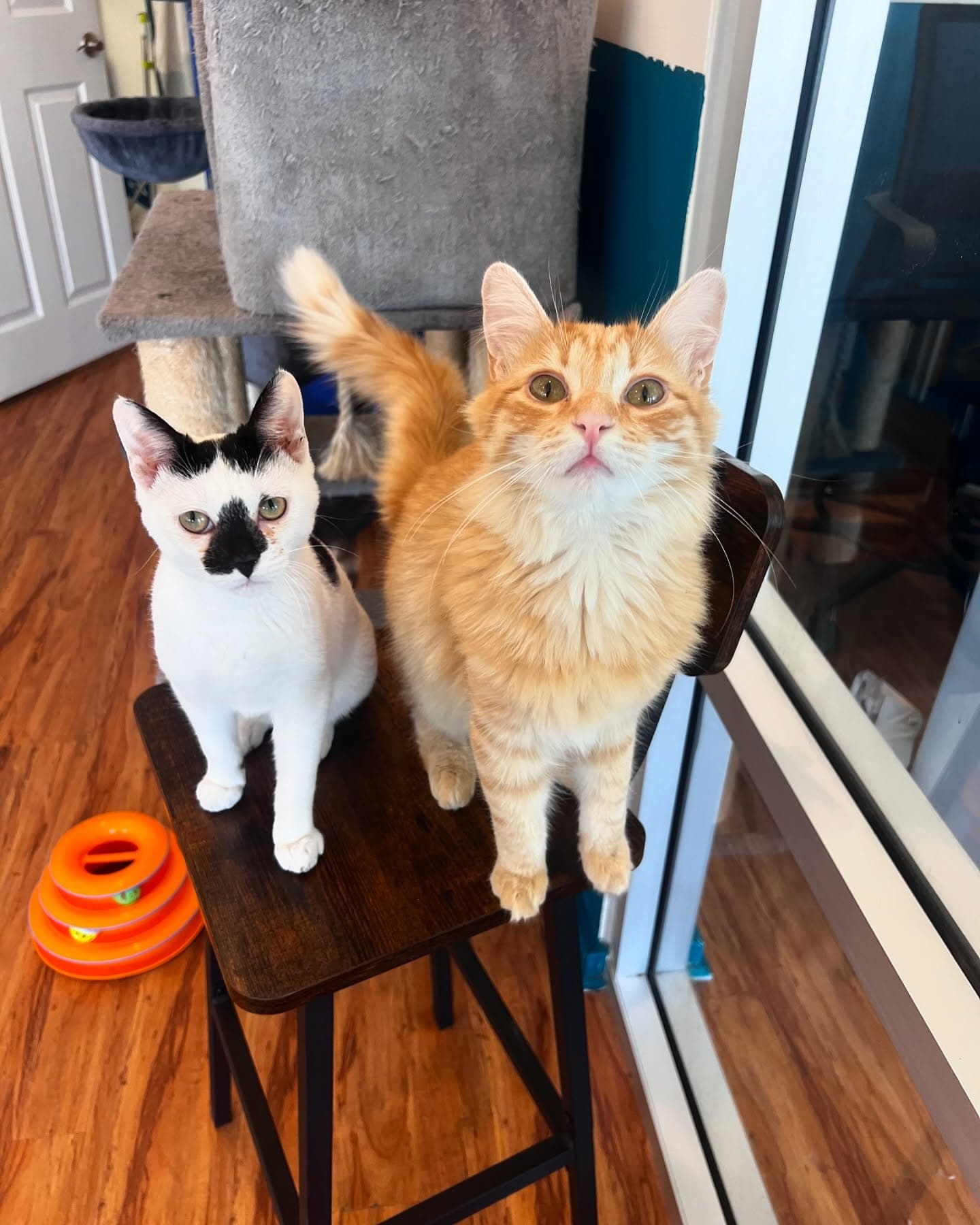 Two rescue cats sitting together on a chair at The Cat Lounge in La Jolla