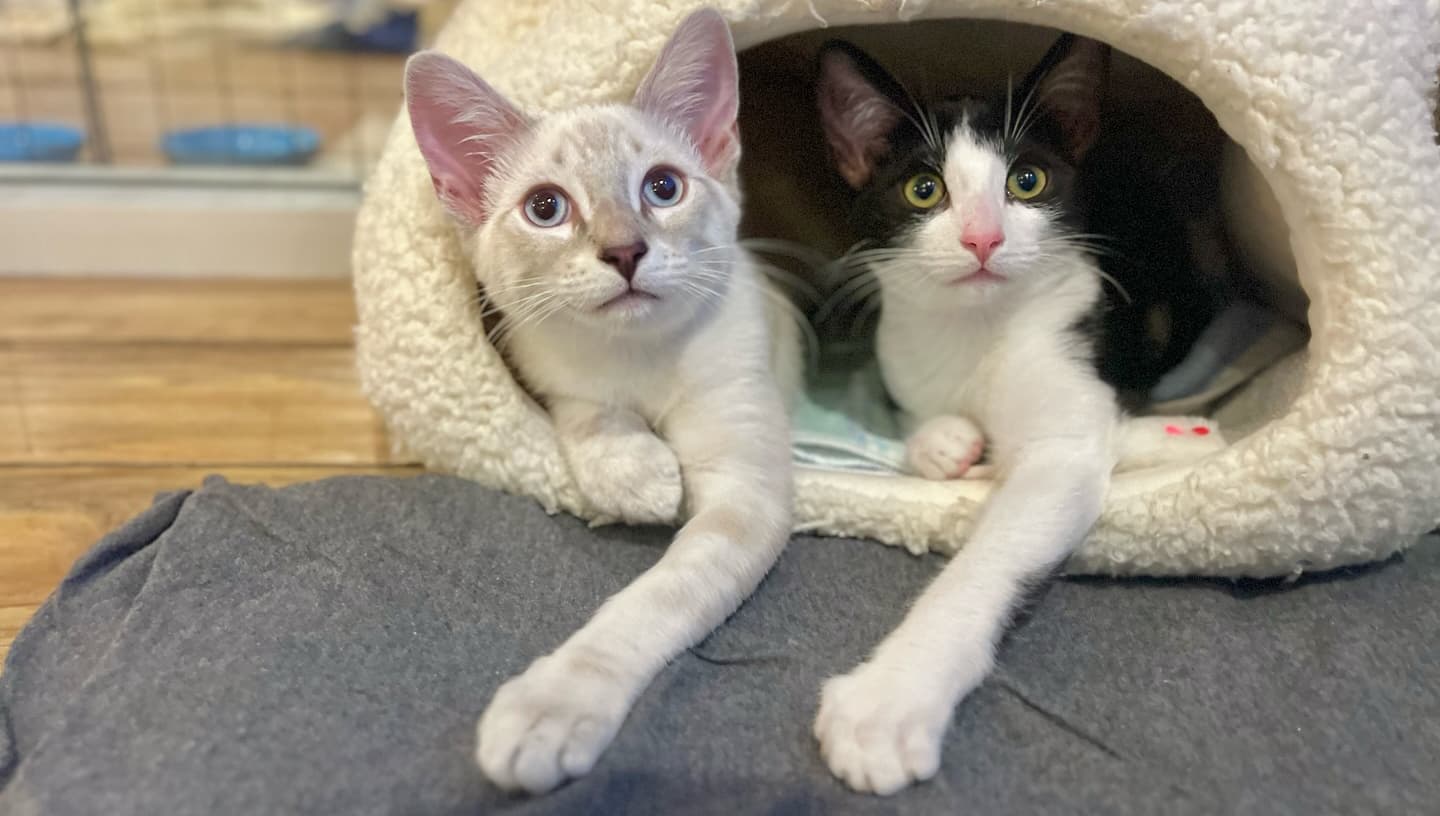 Two rescued kittens snuggled inside a cat-shaped bed at The Cat Lounge