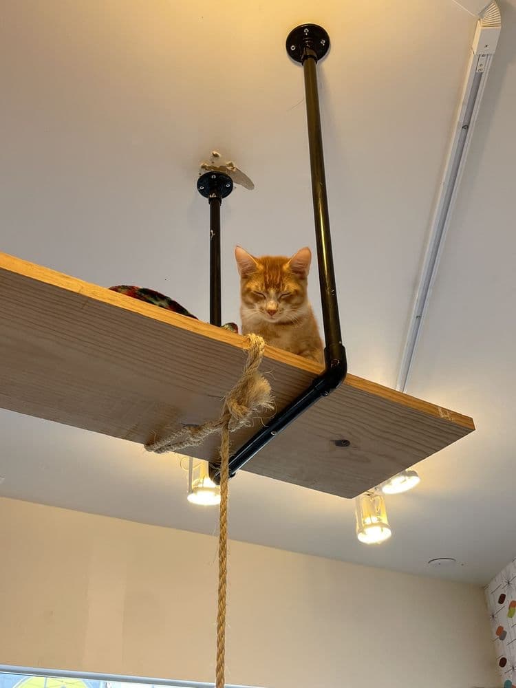 Planned giving supporting Cat Lounge cats