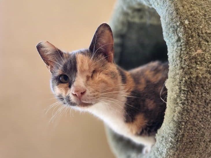 The Cat Lounge Celebrates Major Milestone: 6,000 Adoptions
