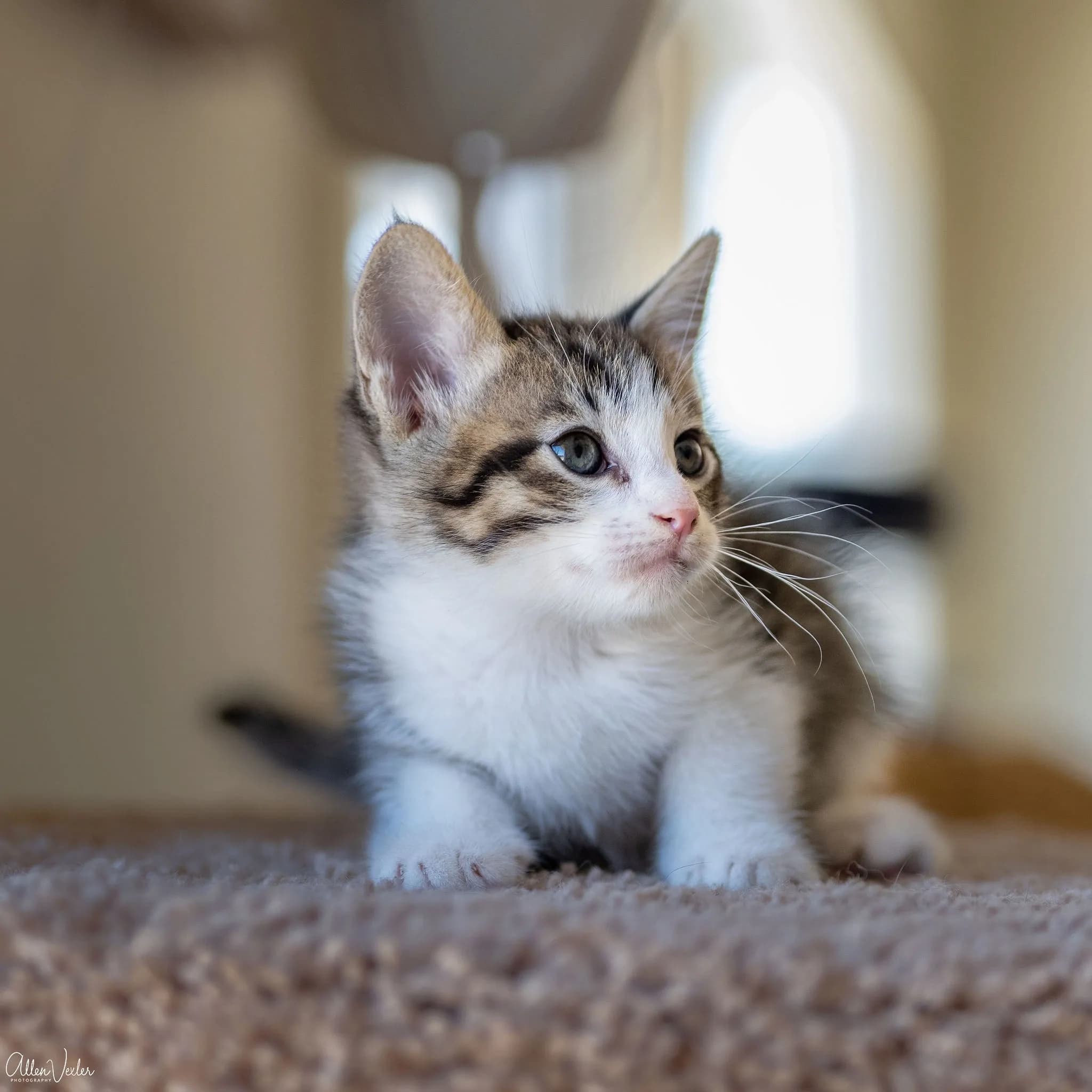 Adopt