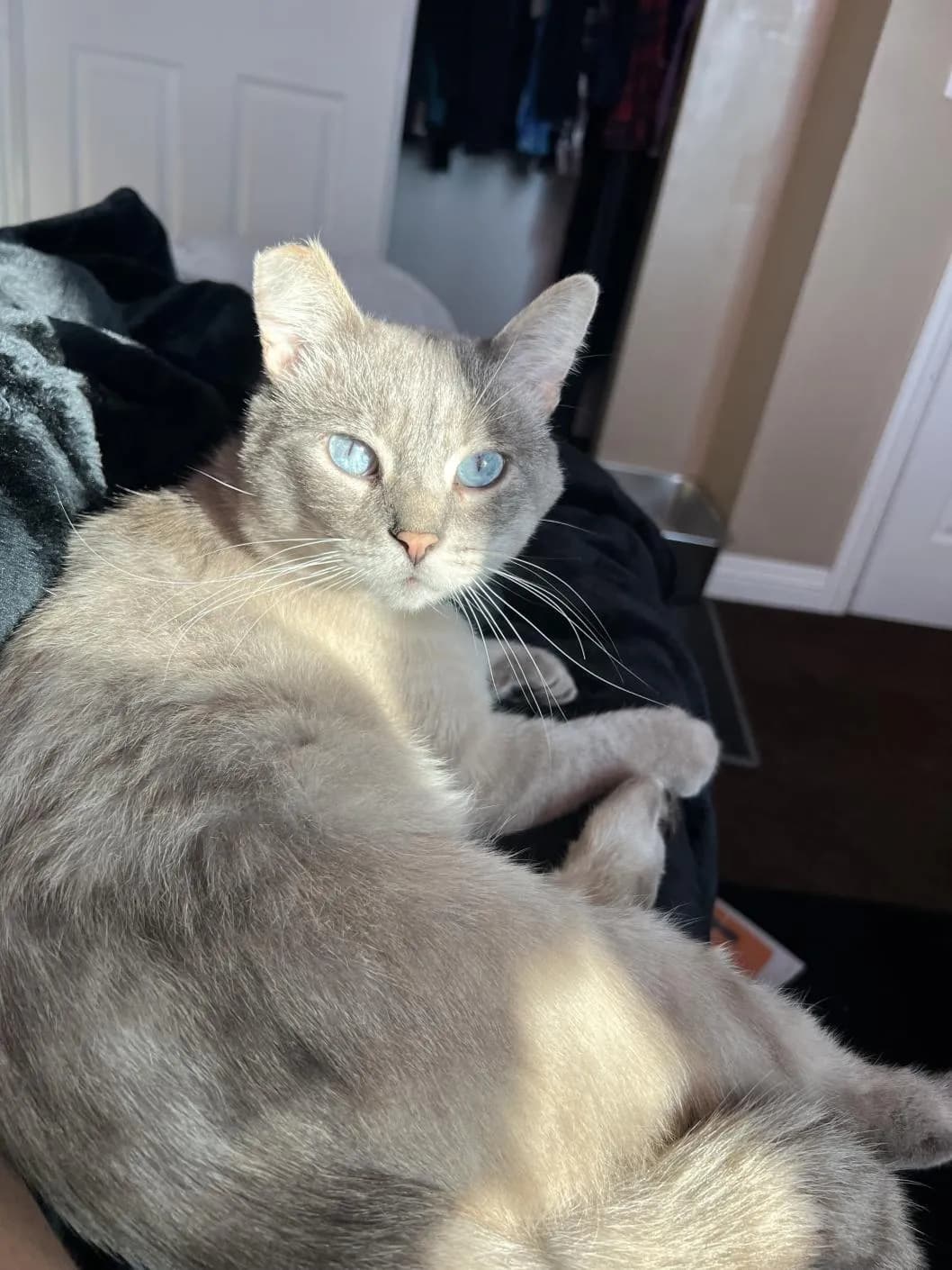 Inside the Cat Lounge in La Jolla