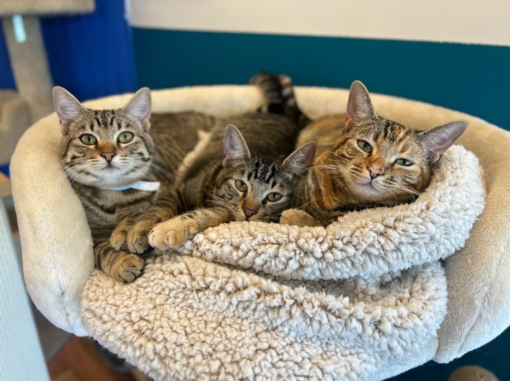 Adoptable cats at the Cat Lounge in La Jolla