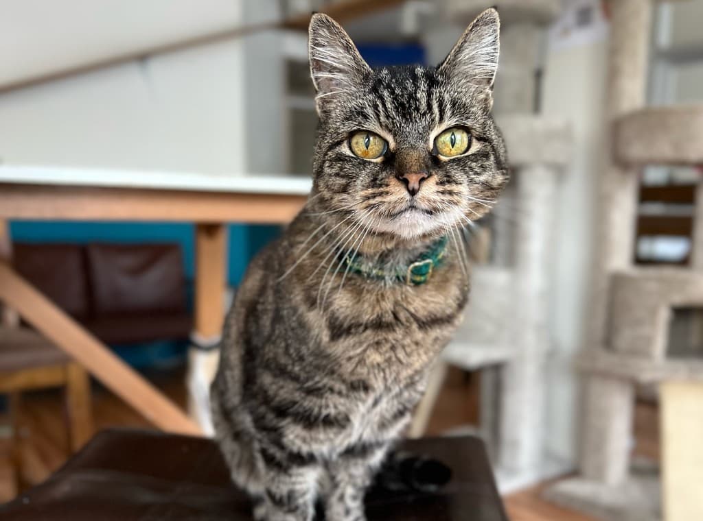 A cat resting at The Cat Lounge
