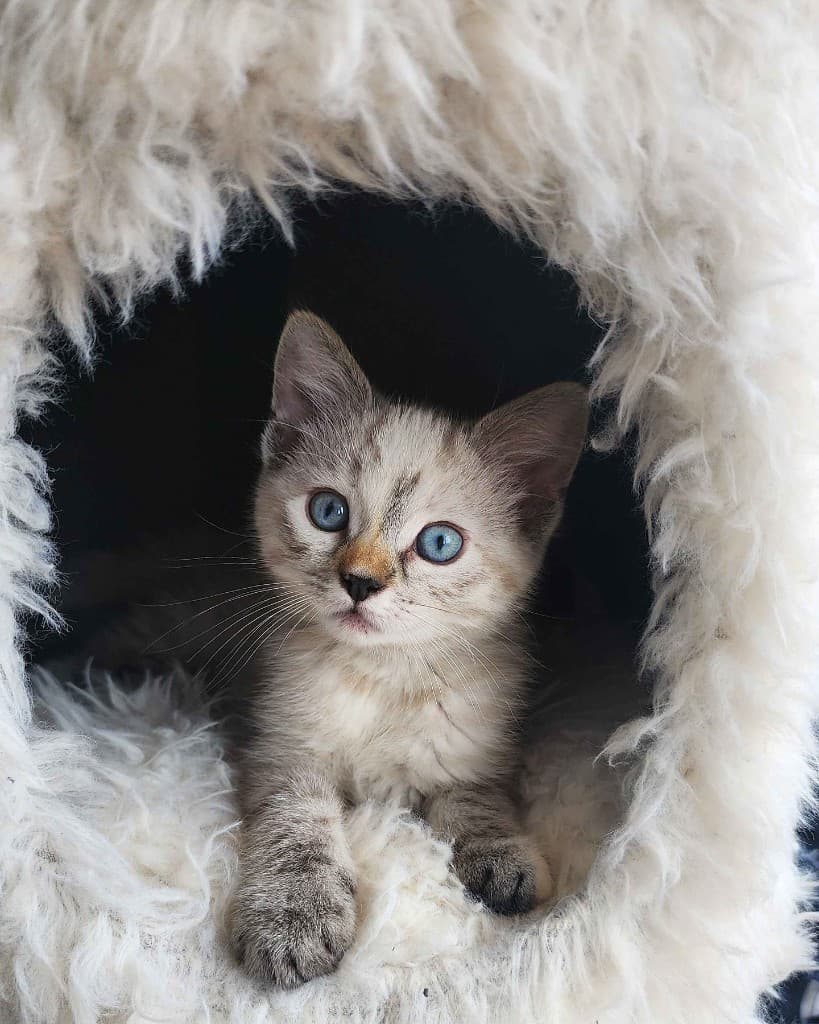 A kitten ready for their vaccine clinic visit at The Cat Lounge in La Jolla