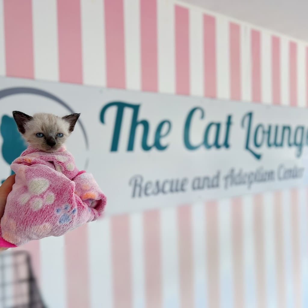 Cats relaxing in the Cat Lounge in La Jolla, San Diego